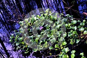 Water Hyacinth   60043