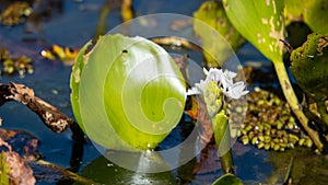 water hyacinth, aquatic plant from swampy environments