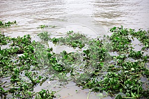 Water Hyacinth cover a river to show water