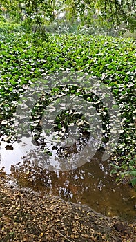 Water hyacinth (E. crassipes) in a pond.