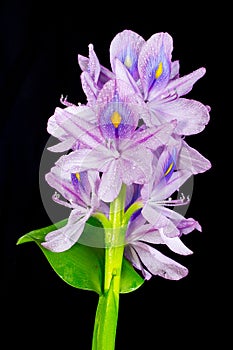 Water hyacinth Eichhornia crassipes