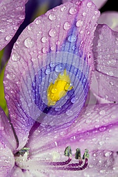 Water hyacinth Eichhornia crassipes