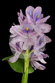 Water hyacinth Eichhornia crassipes