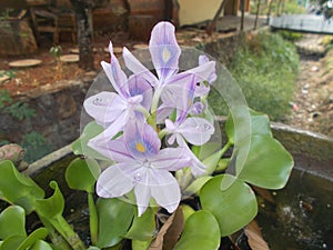 Water hyacinth flower or Eichhornia crassipes. closeups.