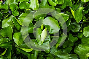 Water Hyacinth (Eichhornia crassipes)