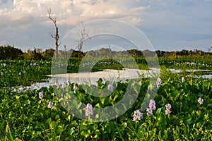 Beautiful wetlands of the GuaporÃÂ©-Itenez photo