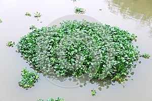 Water hyacinth (Eichhornia) grows on lake