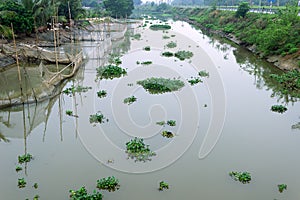 Water hyacinth (Eichhornia) grows on river