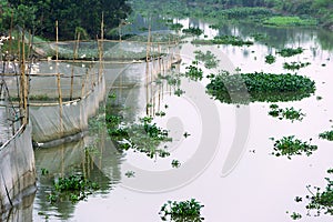 Water hyacinth (Eichhornia) grows on river