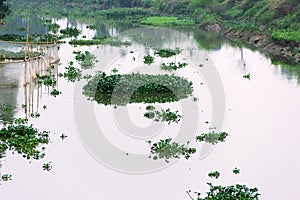 Water hyacinth (Eichhornia) grows on river