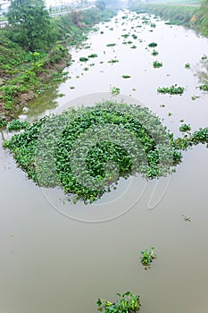 Water hyacinth (Eichhornia) grows on river