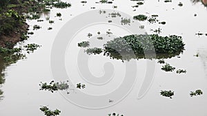 Water hyacinth Eichhornia grows on river.