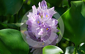 Water hyacinth Eichornia Eichornia crassipes in an artificial pond photo