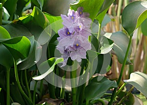 Water hyacinth Eichornia Eichornia crassipes in an artificial pond photo