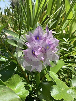 Water hyacinth Eichornia Eichornia crassipes in an artificial pond photo