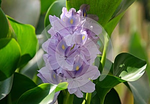 Water hyacinth Eichornia Eichornia crassipes in a little pond photo