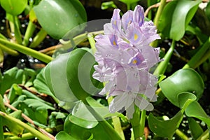 Water hyacinth Eichornia Eichornia crassipes in an artificial pond