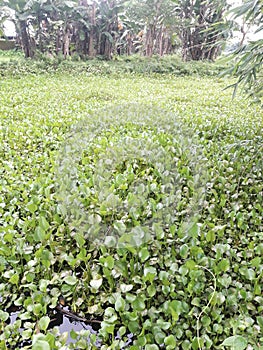 Water hyacinth is a fast growing plant capable of holding its rosette of glossy-green, waxy leaves up to two feet above the water