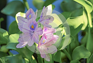 Water hyacinth floating beautiful in nature Java Weed