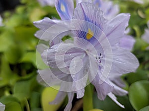 Water hyacinth flower