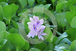 Water hyacinth flower