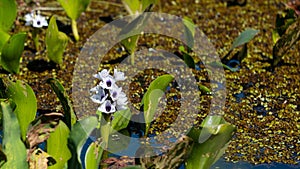 water hyacinth flower, aquatic plant from swampy environments