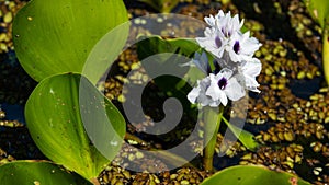 water hyacinth flower, aquatic plant from swampy environments