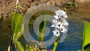 water hyacinth flower, aquatic plant from swampy environments
