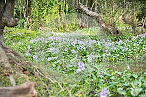 Water hyacinth flower fields bloom colorful purple in the lake.