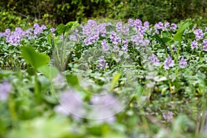 Water hyacinth flower fields bloom colorful purple in the lake.