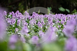 Water hyacinth flower fields bloom colorful purple in the lake.=