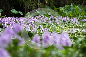 Water hyacinth flower fields bloom colorful purple in the lake.