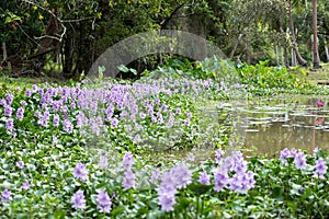 Water hyacinth flower fields bloom colorful purple in the lake.