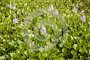 Water -Hyacinth