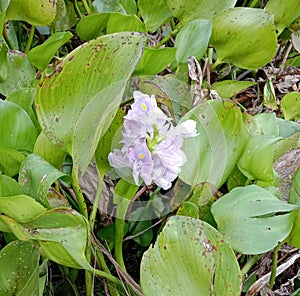 Water Hyacinth flowers blooming on the green leaf. photo