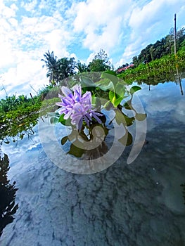 Water hyacinth flowers that fresh