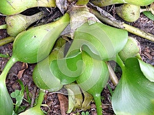 Water Hyacinth Growing on Dry Land