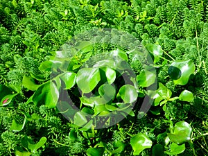 Water hyacinth inside water milfoil