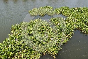 Water hyacinth, invading species in Kochi, India photo