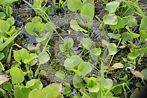 Water hyacinth, Kaw-Roura National Nature Reserve, French Guiana, overseas department of France.