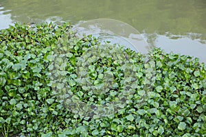 Water hyacinth leaves often grow in rivers and swamps