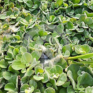 Water hyacinth is a major freshwater weed in most of the frost-free regions of the world and is generally regarded.