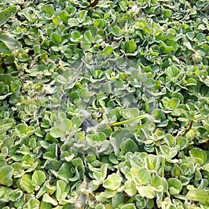 Water hyacinth is a major freshwater weed in most of the frost-free regions of the world and is generally regarded.