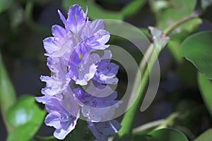 Water hyacinth