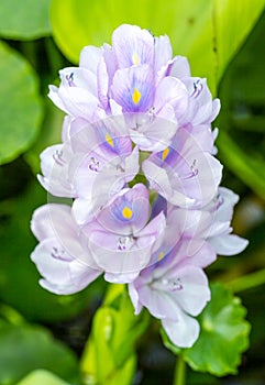 Water hyacinth photo