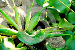 Water hyacinth plant