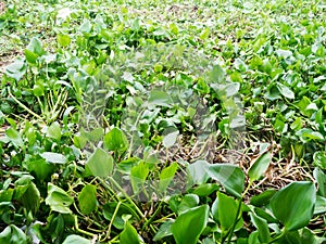 Water hyacinth plant floating cover Chaopraya river, Bangkok, Thailand. Environment concept