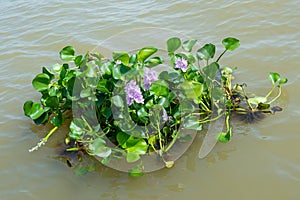 Water hyacinth plant floating on a river