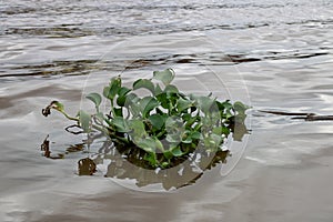 Water Hyacinth Plant in a River in Sarawak Borneo Malaysia