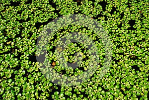 Water hyacinth plants